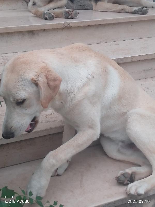 😍Douglas splendido cucciolo cerca famiglia 🏠💕 Foto 6